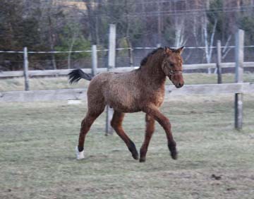 American Bashkir Curly Horse